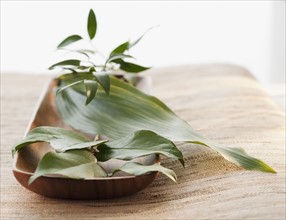 Tropical leaves in wooden bowl.