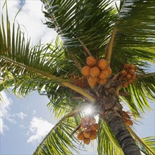 Coconuts in palm tree.
