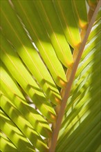 Close up of tropical palm frond.