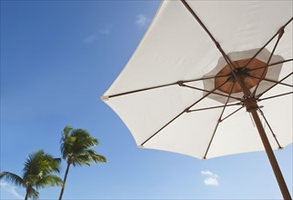 Palm trees and beach umbrella.