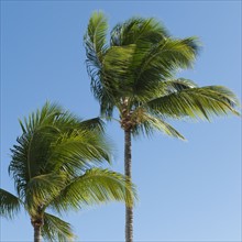 Palm trees in wind.