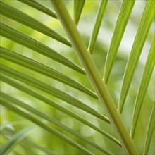 Close up of palm leaf.