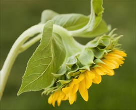 Close up of sunflower. Photographe : Jamie Grill