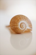 Close up of sea shell.