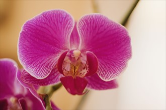 Close up of orchid.