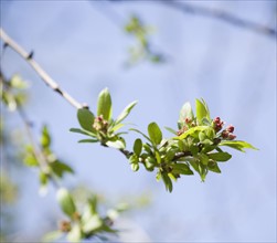Close up of spring buds on tree. Photographe : Jamie Grill