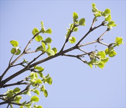 Close up of spring buds on tree. Photographe : Jamie Grill