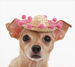Portrait of small dog in sombrero.