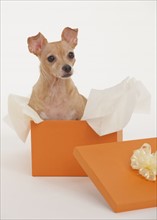 Small dog sitting in gift box.