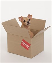 Small dog sitting in box marked fragile.