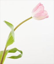 Pink tulip. Photographe : Jamie Grill