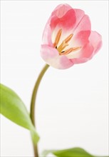 Pink tulip. Photographe : Jamie Grill
