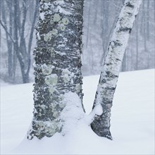 Trees in winter.
