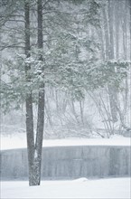 Forest and pond in winter.