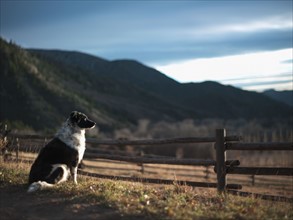 Guard dog sitting next to wooden fence, Western Colorado, USA. Photographe : Shawn O'Connor