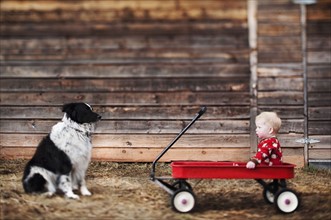 Baby sitting in cart and watching dog, Carbondale, Colorado, USA. Photographe : Shawn O'Connor