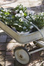 Wheelbarrow with potted plants. Photographe : mark edward atkinson