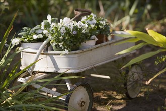 Wheelbarrow with potted pansies. Photographe : mark edward atkinson