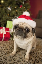 Pug in Santa Claus Hat sitting on carpet, Christmas tree and Christmas presents in background.