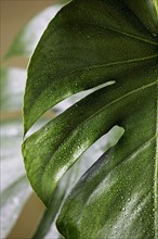 Tropical leaf. Photographe : Joe Clark