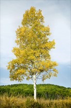 Steamboat Springs, Single tree standing on field in front of forest, Steamboat Springs, Aspen,