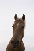 Horse in paddock. Photographe : David Engelhardt
