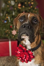 Boxer with bow on neck, Christmas tree in background. Photographe : Sarah M. Golonka