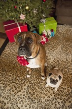 Pug and boxer sitting in front of Christmas tree. Photographe : Sarah M. Golonka