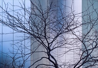 Bare tree in front of Citicorp building, New York City, New York, USA.