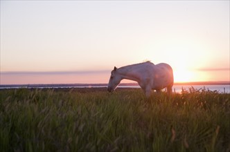 A horse in a field