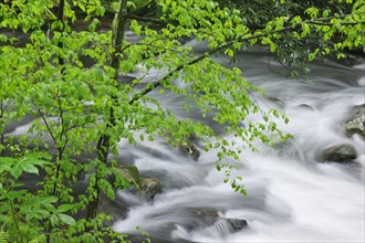 Flowing creek.