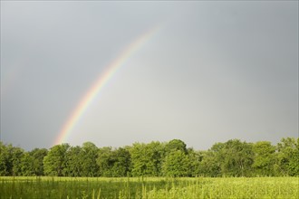 A rainbow in a field