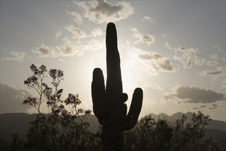 Silhouette of a cactus