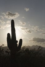 Silhouette of a cactus