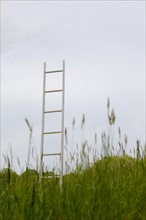 A ladder standing upright in a field
