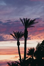 Palm trees by power lines