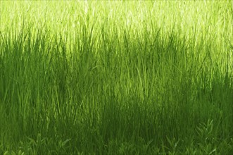 Grass Field