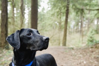 A black dog outdoors