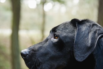 A black dog outdoors