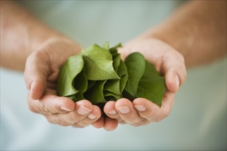 Hand holding leaves