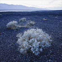 Sage brush in Death Valley.