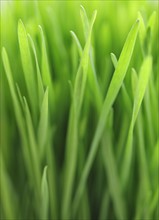 Close up of grass.