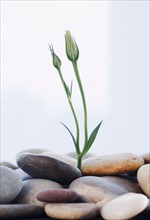 A seedling coming up out of stones