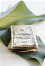 Hundred dollar bills on a leaf