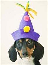 A dog wearing a funny hat.