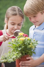 Two young children examining a flower.