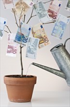 Money growing in a pot.