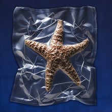 Shrink wrapped starfish