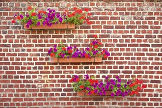 Flowers on brick wall