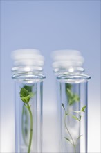 Test tubes with plants.
